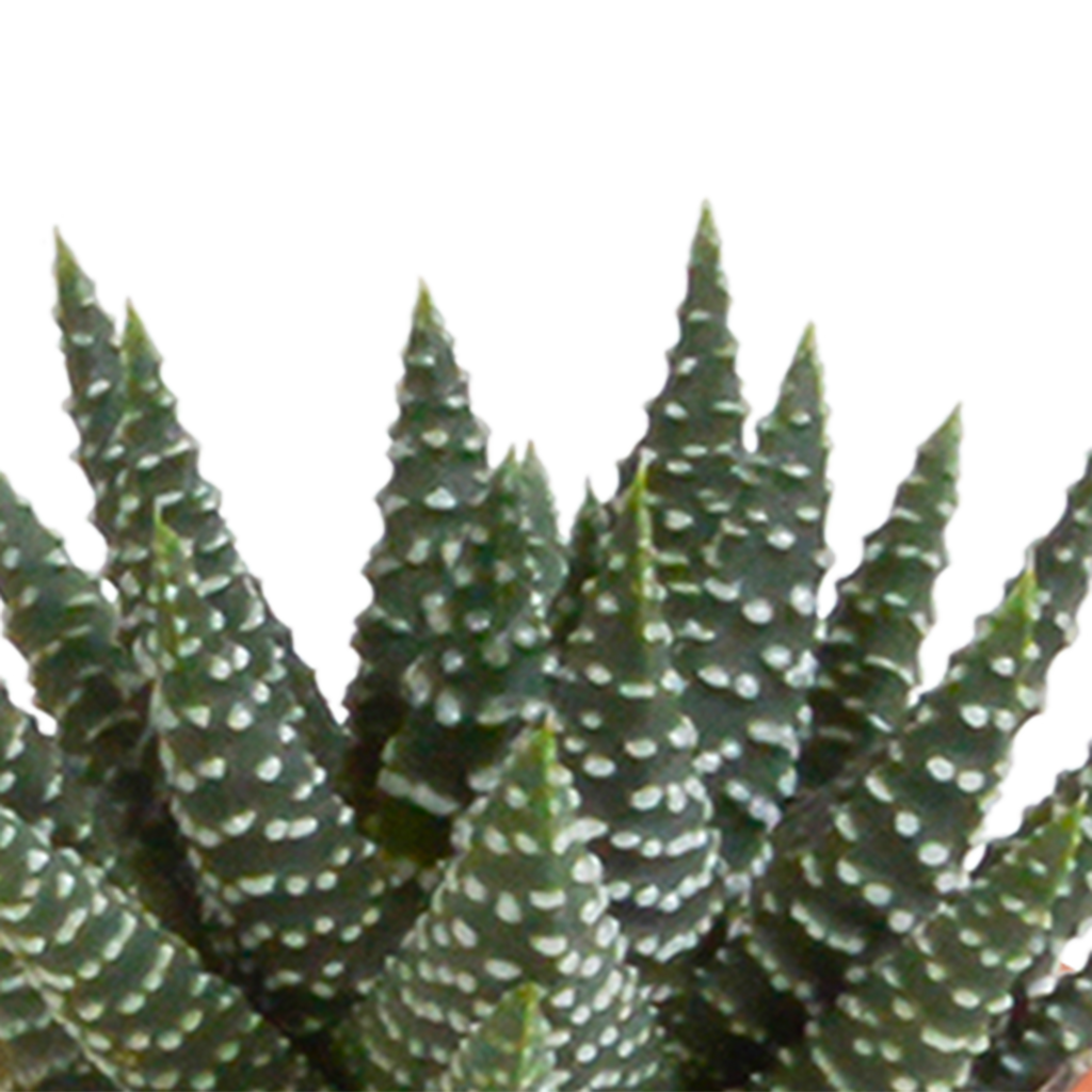 15× Mélange de cactus et plantes grasses (Cactaceae) sans pot décoratif – Ø6 cm, 13 cm de haut
