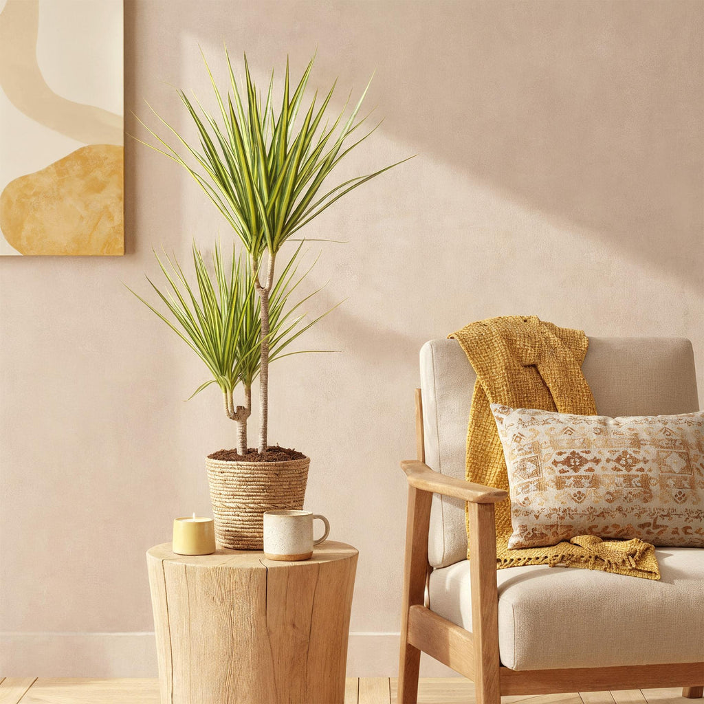 Dracaena Sunray (arbre dragonnier) avec panier – Ø17 cm, 70–75 cm de haut
