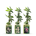 Passiflora 'Tricolour' (driekleurige passiebloem) – wit-paars-roze – 12 planten, Ø9 cm, 35 cm hoog