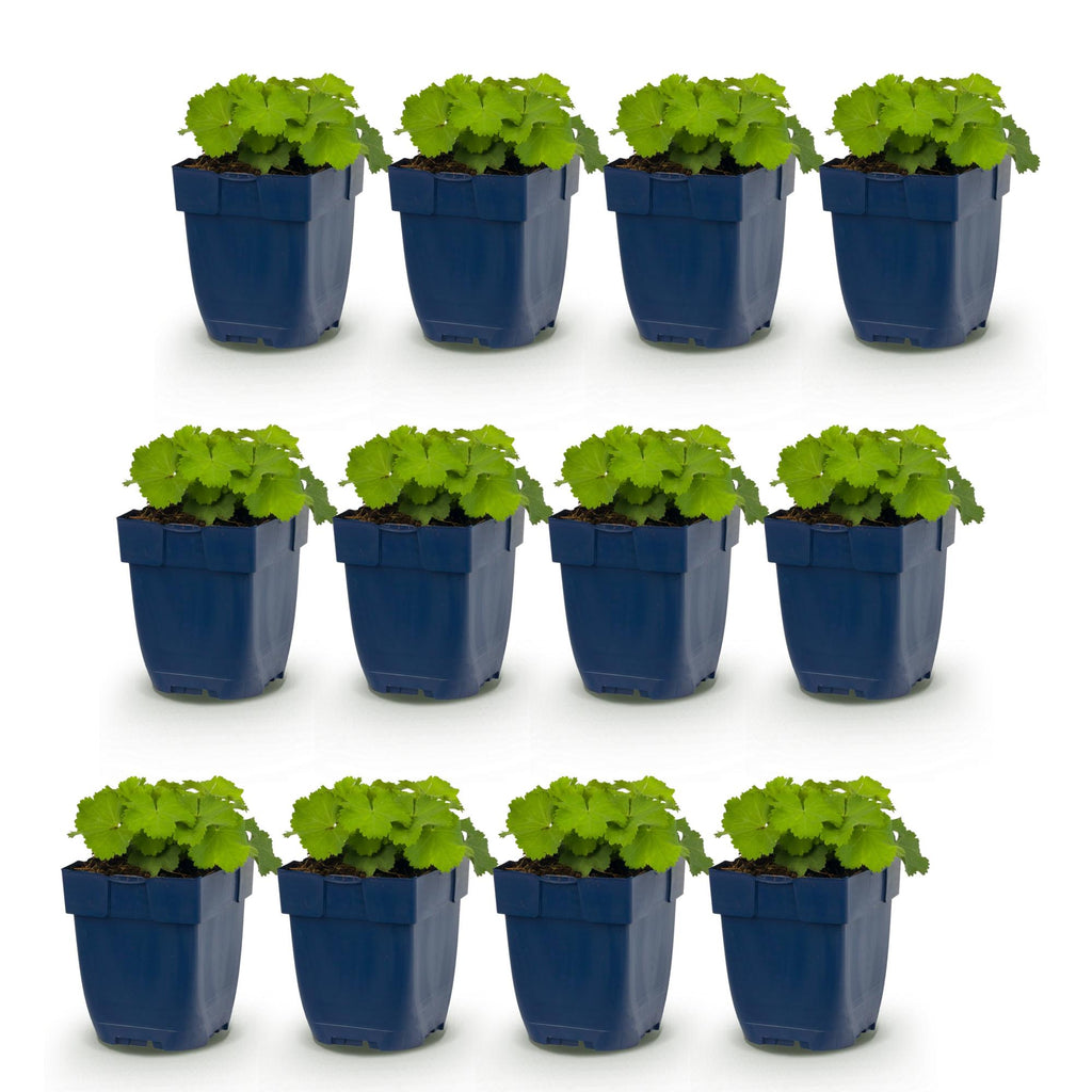 Alchemilla mollis (lady's-mantle) – yellow – 12 plants, Ø11 cm, 15–25 cm high – photo 2