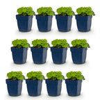 Alchemilla mollis (lady's-mantle) – yellow – 12 plants, Ø11 cm, 15–25 cm high