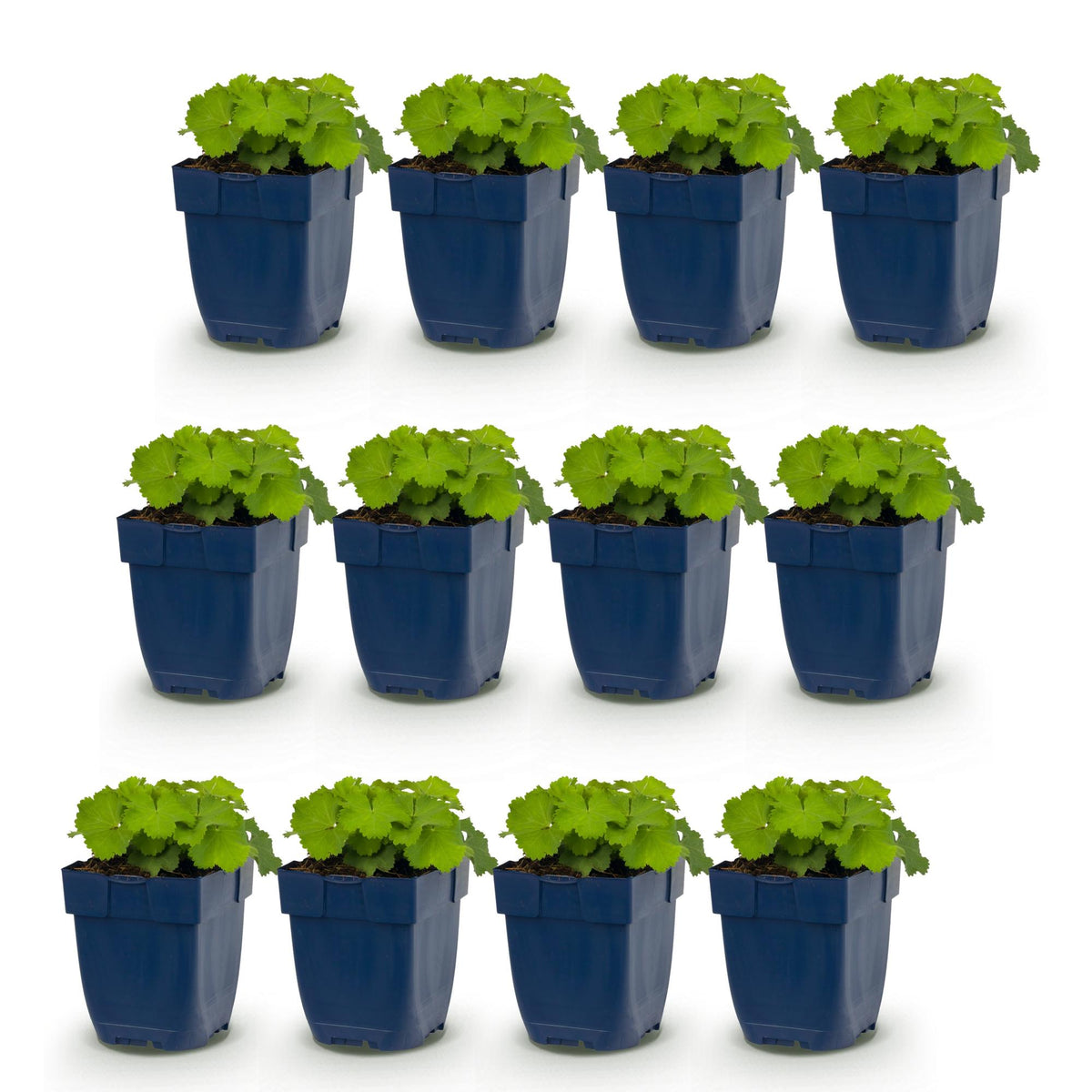 Alchemilla mollis (lady's-mantle) – yellow – 12 plants, Ø11 cm, 15–25 cm high – photo 2