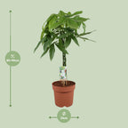 Pachira aquatica (geldboom) – Ø21 cm, 90 cm hoog