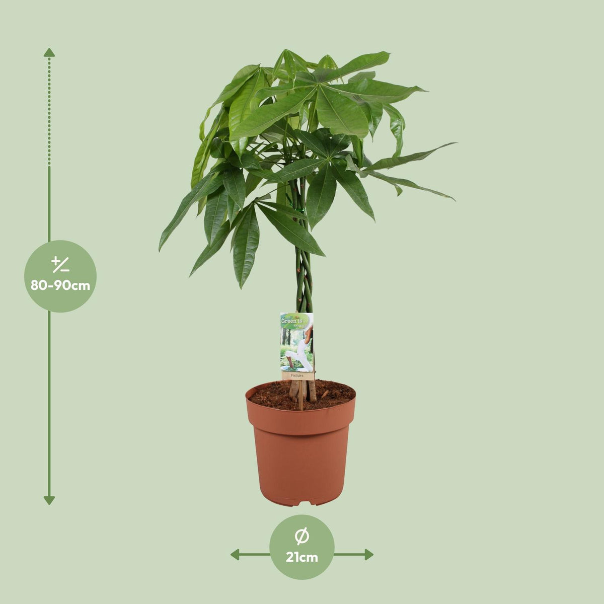 Pachira aquatica (geldboom) – Ø21 cm, 90 cm hoog
