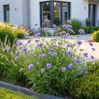 Scabiosa columbaria 'Butterfly Blue' (scabieuse) – violet – 6 plantes, Ø11 cm, 15–25 cm de haut