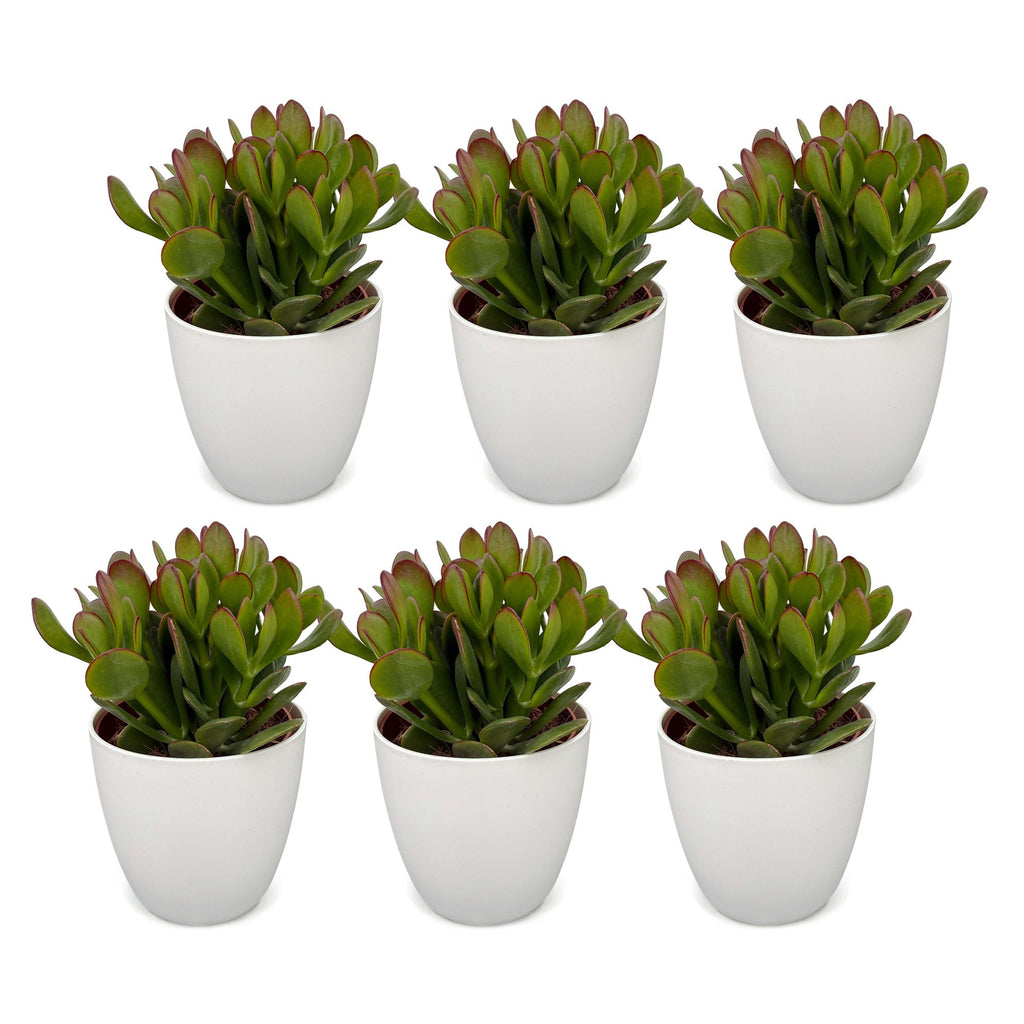 6× Crassula ovata (plante jade) en pot blanc – Ø12 cm, 16 cm de haut