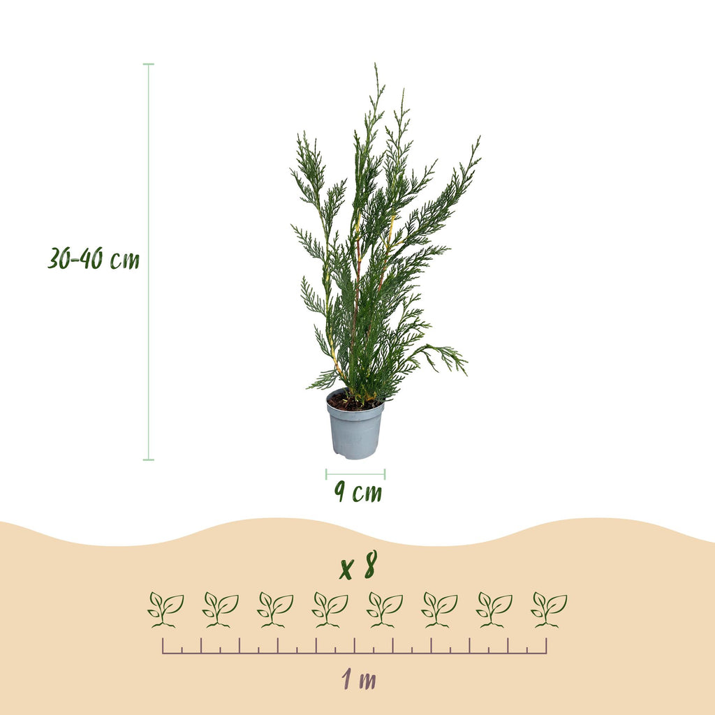 Cupressocyparis leylandii – 16 planten, Ø9 cm, 30–40 cm hoog – foto 4
