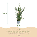 Cupressocyparis leylandii – 16 planten, Ø9 cm, 30–40 cm hoog