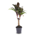 Cordyline fruticosa 'Purple Compacta' (Dracaena) – Ø6 cm