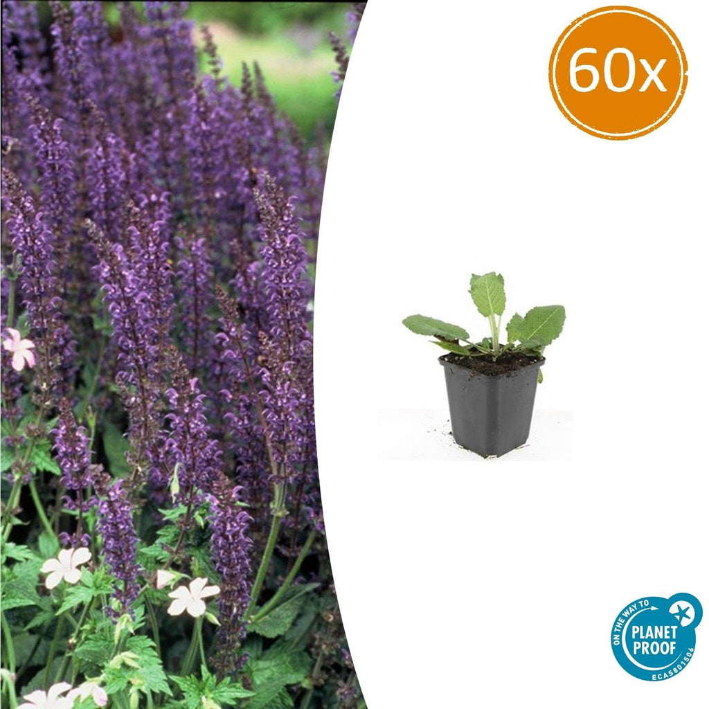 Salvia nemorosa 'Mainacht' (sage) – 60 plants, Ø9 cm, 10–25 cm high – photo 2
