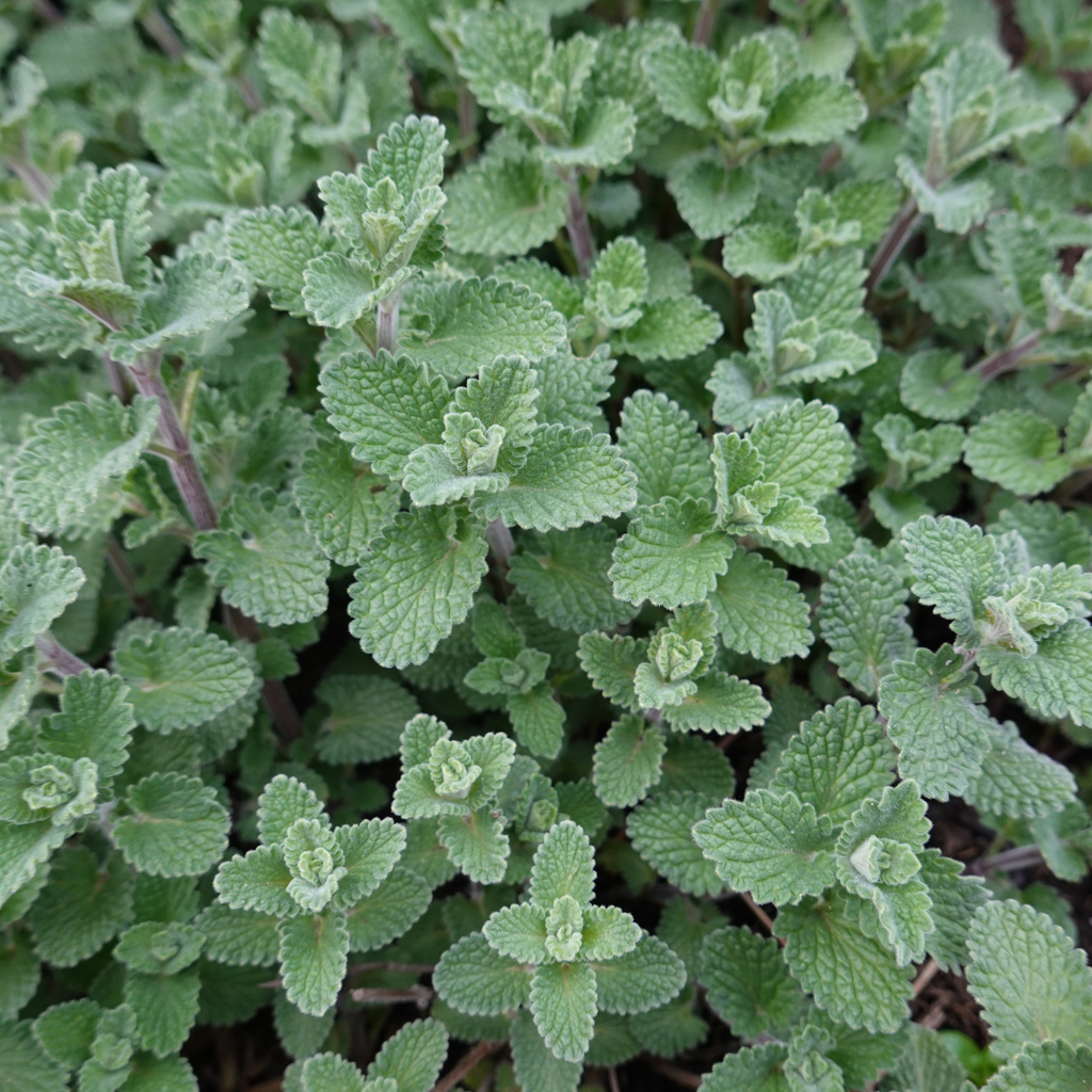 Nepeta 'Grol' (Katzenminze) – 6 Pflanzen, Ø9 cm, 10–25 cm hoch – Bild 7