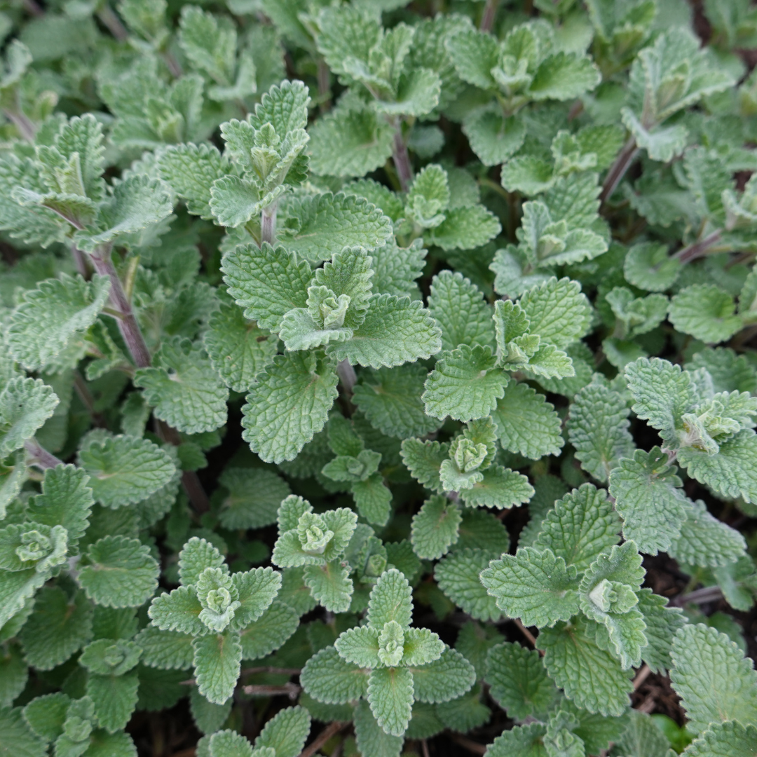 Nepeta 'Grol' (Katzenminze) – 6 Pflanzen, Ø9 cm, 10–25 cm hoch – Bild 7