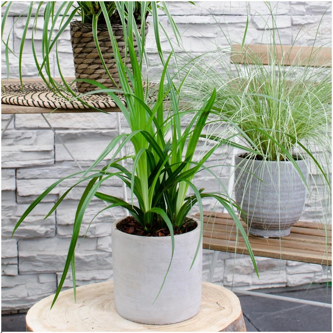 Carex morrowi 'Irish Green' (Segge) – 3 Pflanzen, Ø14 cm, 25 cm hoch – Bild 2