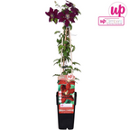 Clematis 'Niobe' (virgin's-bowdelia) – Ø15 cm, 65 cm high