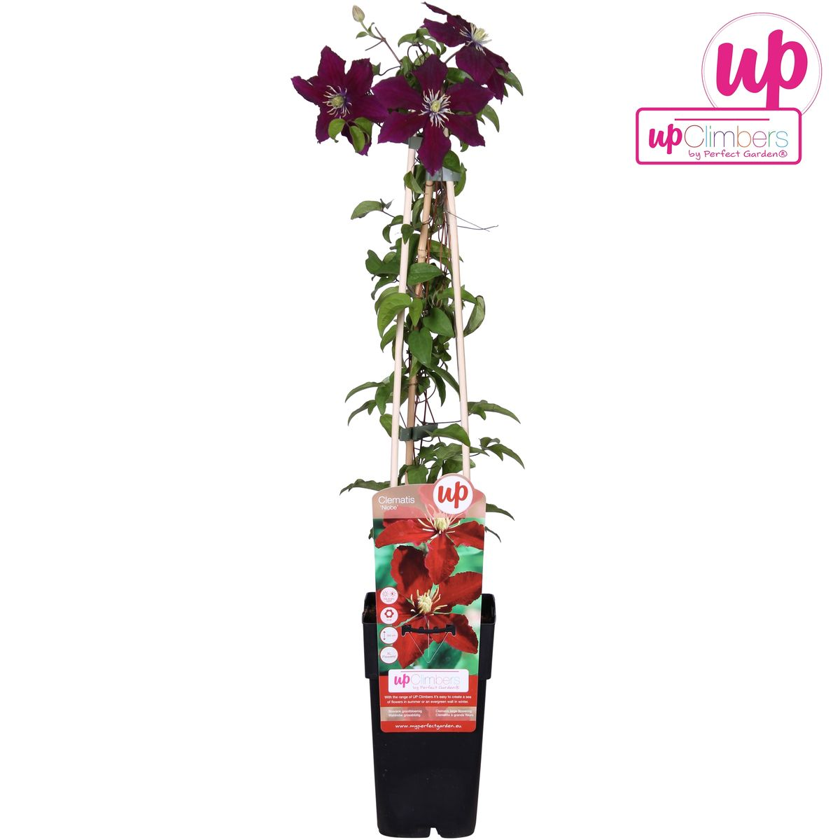 Clematis 'Niobe' (bosrank) – Ø15 cm, 65 cm hoog