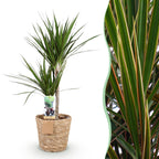 Dracaena marginata (dragebreg) med kurv – Ø21 cm, 90–100 cm høj
