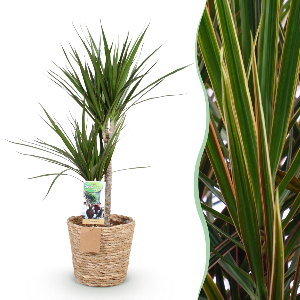 Dracaena marginata (Drachenbaum) mit Korb – Ø 21 cm, 90–100 cm hoch