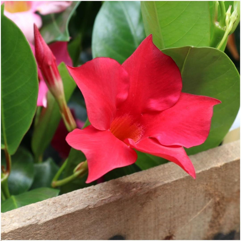 Mandevilla 'Red' (dipladenia) – 6 plants, Ø12 cm, 25 cm high – photo 3