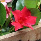 Mandevilla 'Red' (dipladenia) – 6 plants, Ø12 cm, 25 cm high