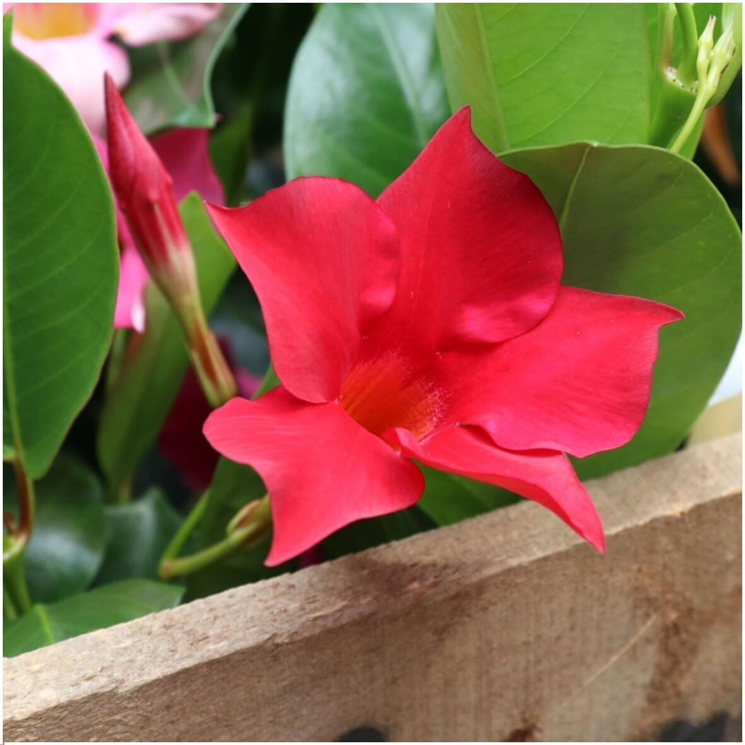 Mandevilla 'Red' (dipladenia) – 6 plants, Ø12 cm, 25 cm high – photo 3