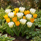Tulpe 'Sunbath' – 60 Blumenzwiebeln (Zwiebelgröße 11/12)