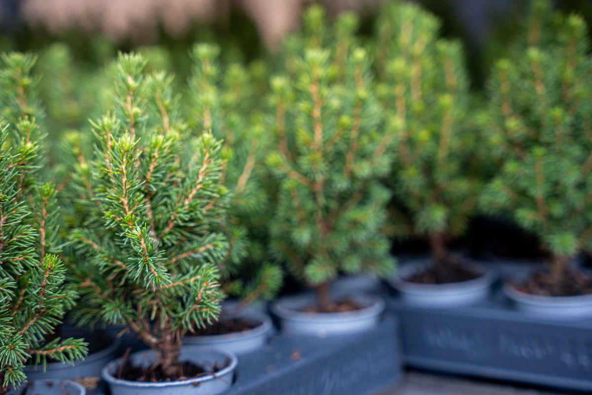 Picea glauca 'Perfecta' (petit sapin de Noël) – 3 plants, Ø6 cm, 15–20 cm de haut – photo 4
