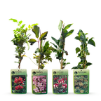 Set de plantes grimpantes Arc-en-ciel – rose clair-blanc-violet – 4 plantes, Ø9 cm, 35 cm de haut