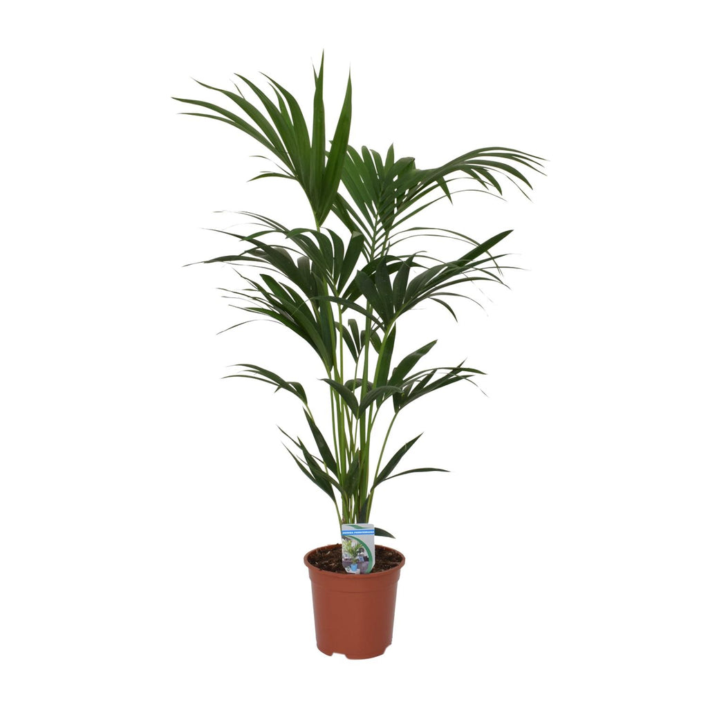 Howea forsteriana (Kentiapalme) – Ø 21 cm, 120 cm hoch – Art. 5240