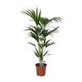 Howea forsteriana (Kentiapalme) – Ø 21 cm, 120 cm hoch – Art. 5240