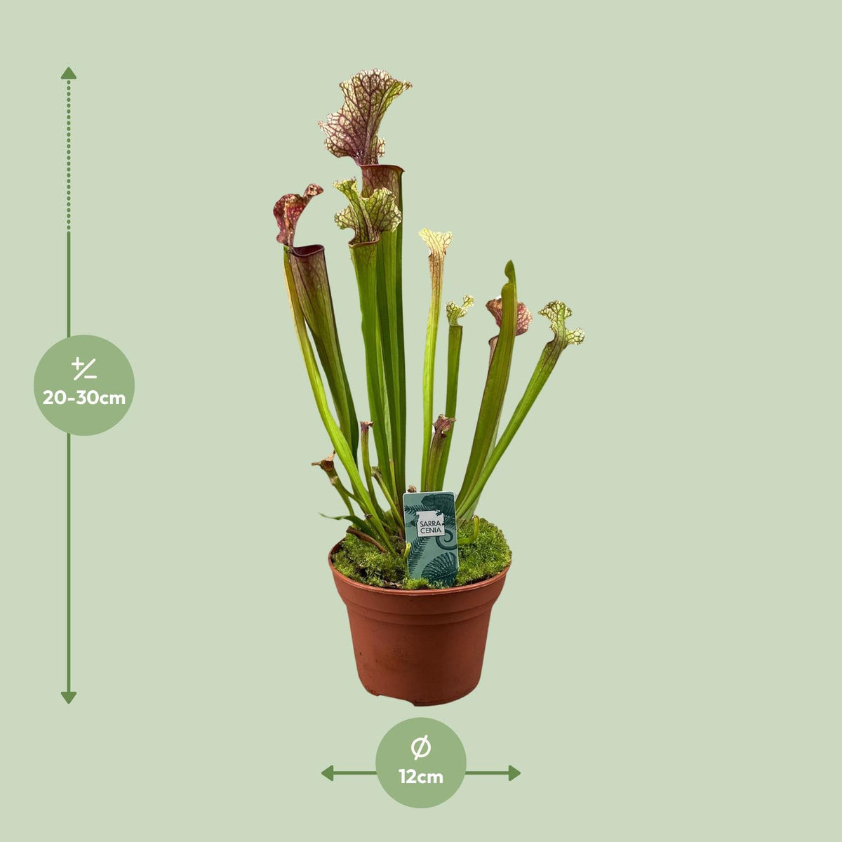 Sarracenia Judith Hindle (Trompetenbecherpflanze) – Ø 12 cm, 30 cm hoch – Bild 2