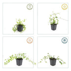 Vinca minor 'Aureovariegata' (almindelig eføy) – 24 planter, Ø9 cm, 10–25 cm høje