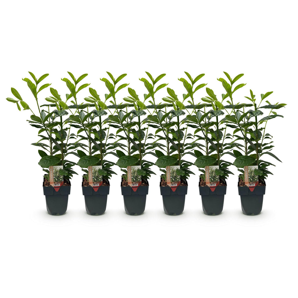 Prunus laurocerasus 'Novita' (Kirschlorbeer) – 6 Pflanzen, Ø 17 cm, 50 cm hoch – Bild 2