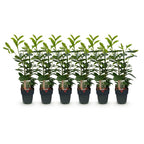 Prunus laurocerasus 'Novita' (Kirschlorbeer) – 6 Pflanzen, Ø 17 cm, 50 cm hoch