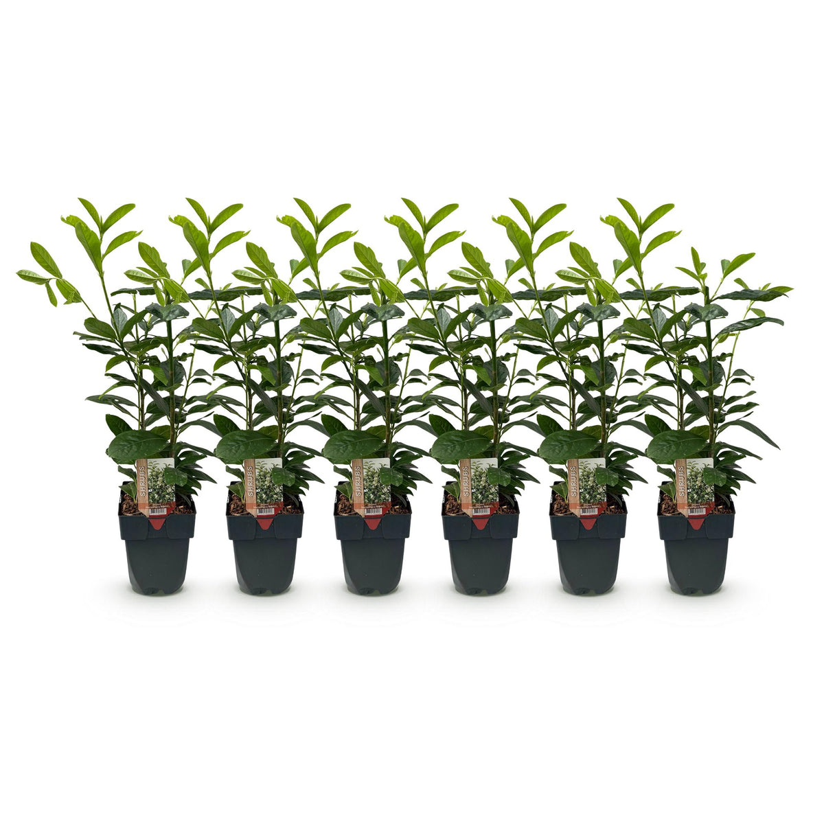 Prunus laurocerasus 'Novita' (laurier-cerise) – 6 plants, Ø 17 cm, 50 cm de haut – photo 2
