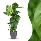 Monstera deliciosa (gatenplant) in Potter-sierpot grijs – Ø19 cm, 90 cm hoog