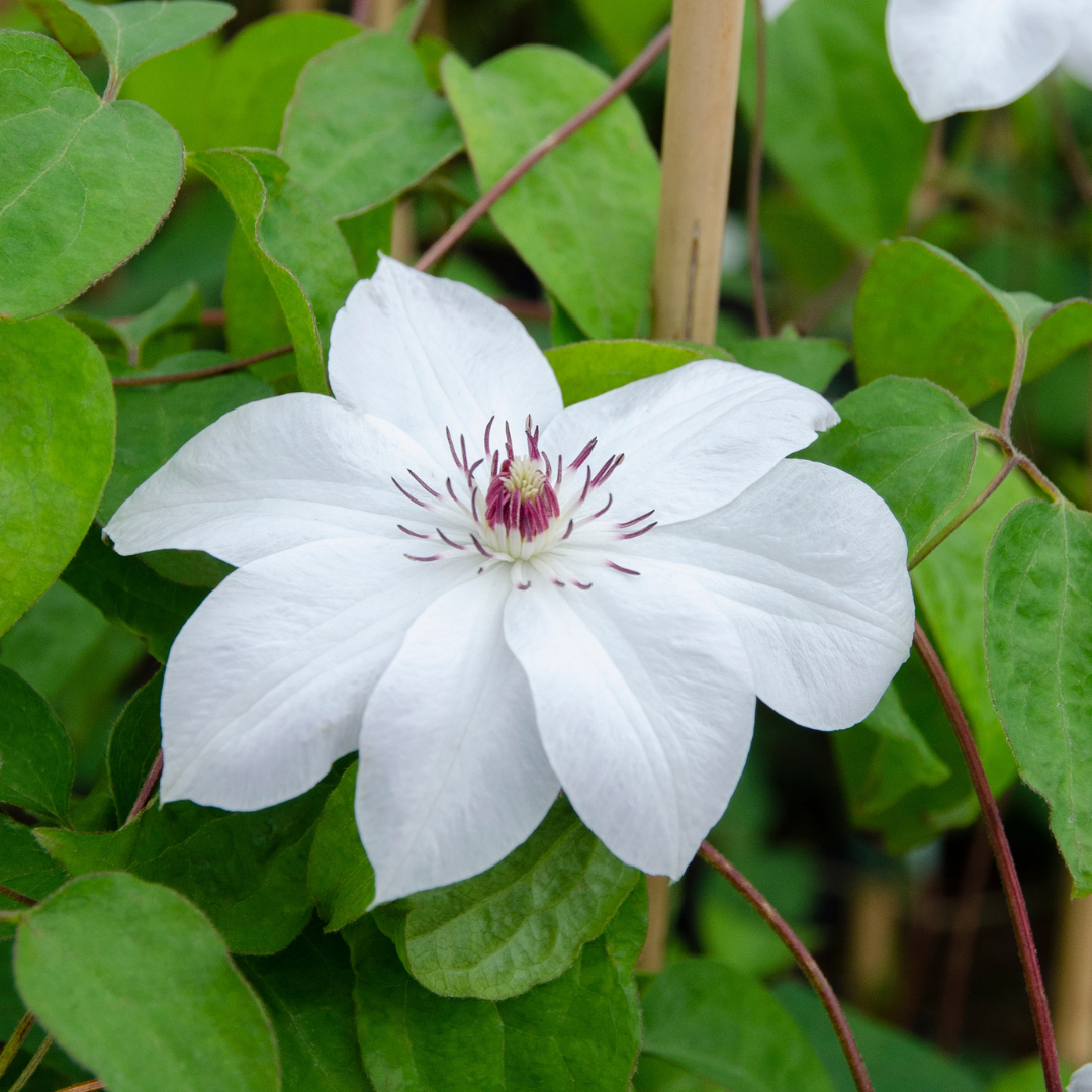 Clematis 'Miss Bateman' (bosrank) – 6 planten