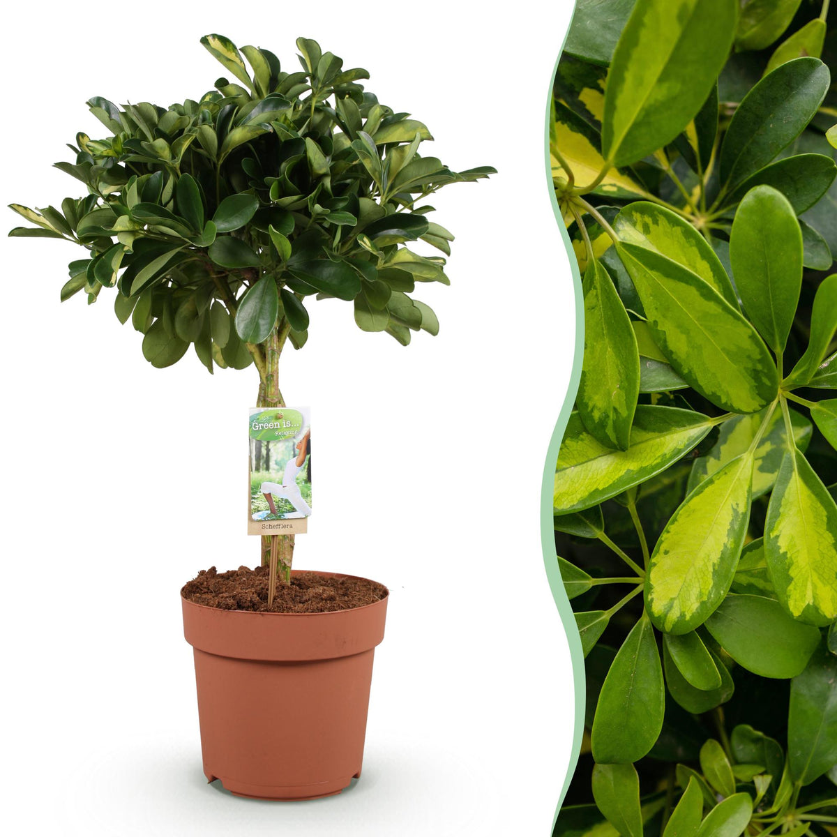 Schefflera Gold Capelle (vingersboom) – Ø21 cm, 70–81 cm hoog