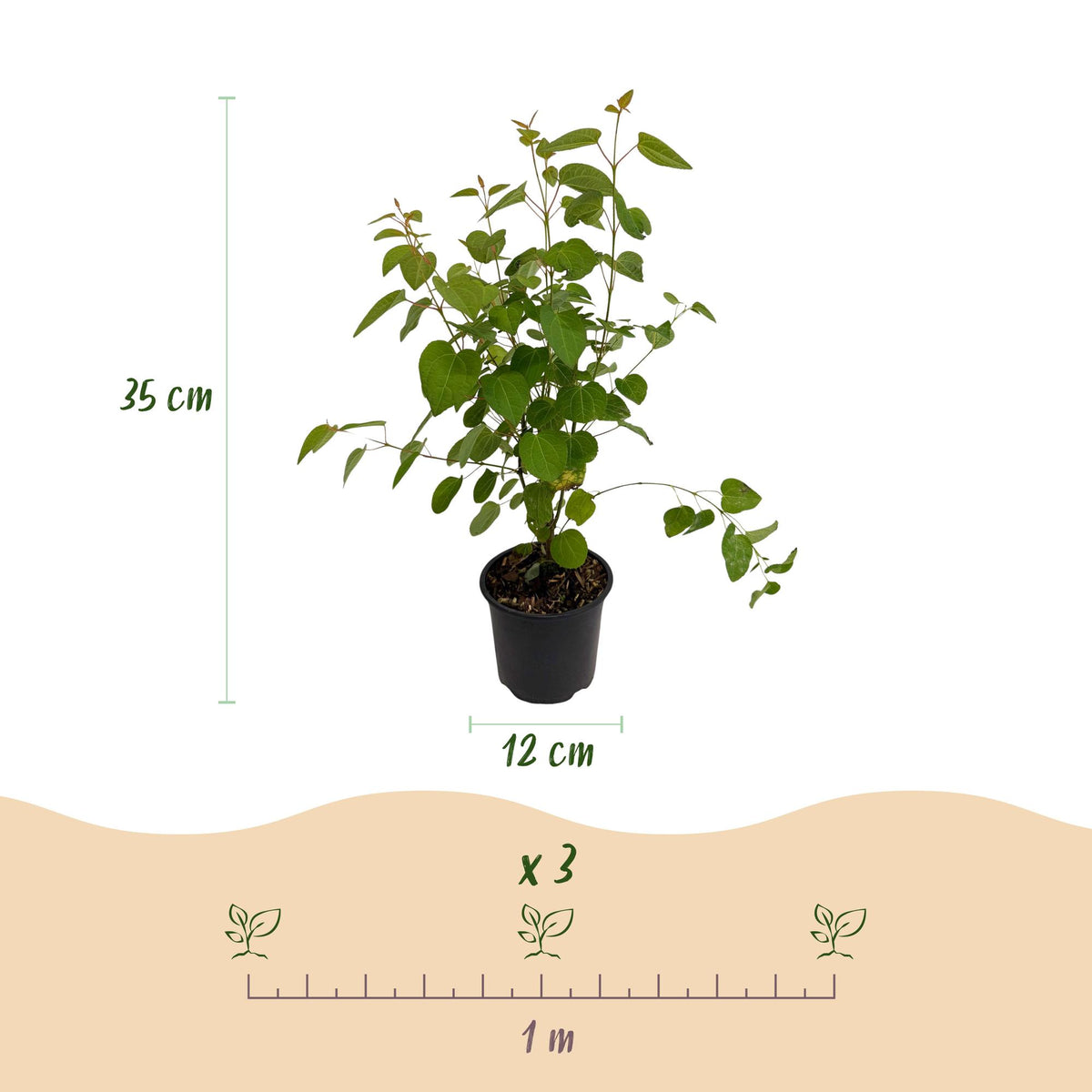 Cercidiphyllum japonicum (katsuraboom) – 3 planten, Ø12 cm, 35 cm hoog