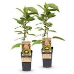 Actinidia deliciosa 'Jenny' (kiwi plant) – 2 plants, Ø15 cm, 50 cm high