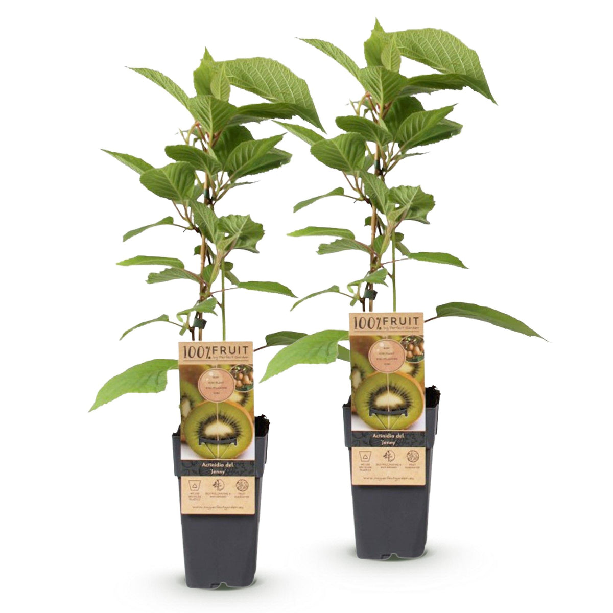 Actinidia deliciosa 'Jenny' (kiwi plant) – 2 plants, Ø15 cm, 50 cm high – photo 2