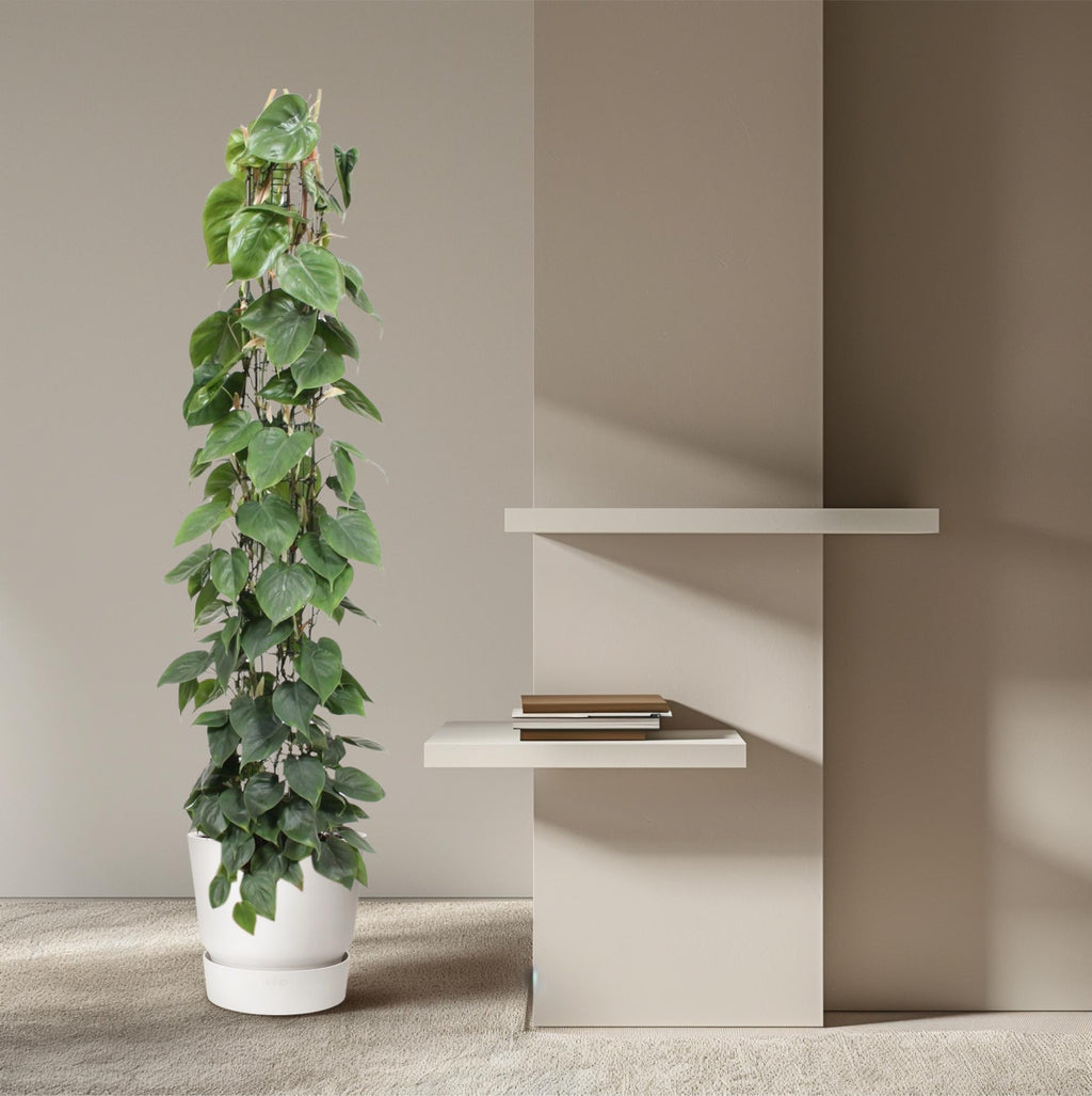 Grillage pour Philodendron scandens – Ø27 cm, 160 cm de haut