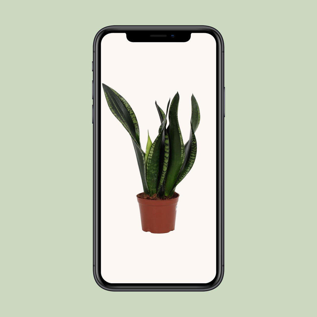 Sansevieria Whitney (vrouwentong) – Ø12 cm, 27 cm hoog