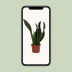 Sansevieria Whitney (vrouwentong) – Ø12 cm, 27 cm hoog