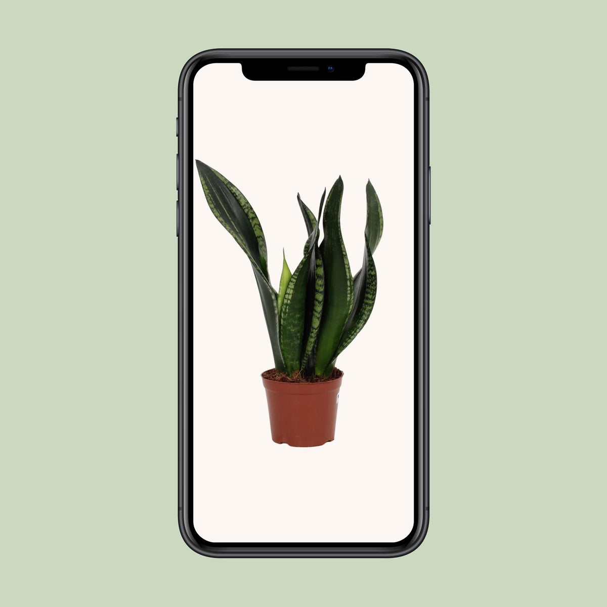 Sansevieria Whitney (vrouwentong) – Ø12 cm, 27 cm hoog