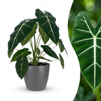 Alocasia Frydek (oreille d'éléphant) en pot décoratif gris – Ø19 cm, 60 cm de haut