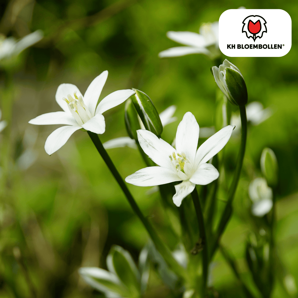 Alpenveilchen – 30 Blumenzwiebeln