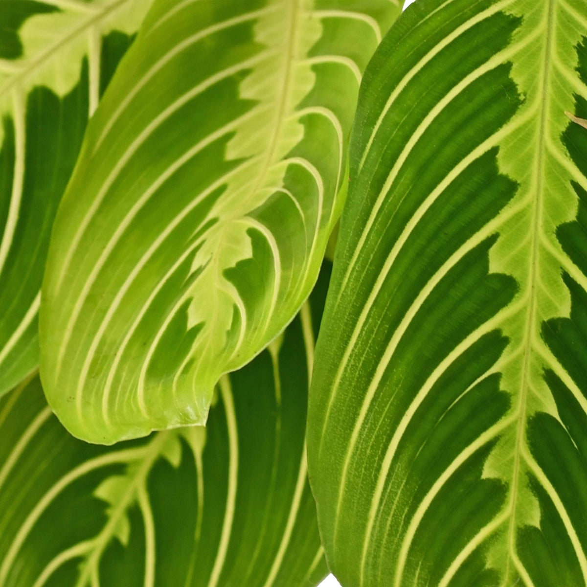 2× Maranta Fascinator Lemon Lime (Gebetsstaude) im weißen Potter-Sierpot – Ø 12 cm, 25 cm hoch