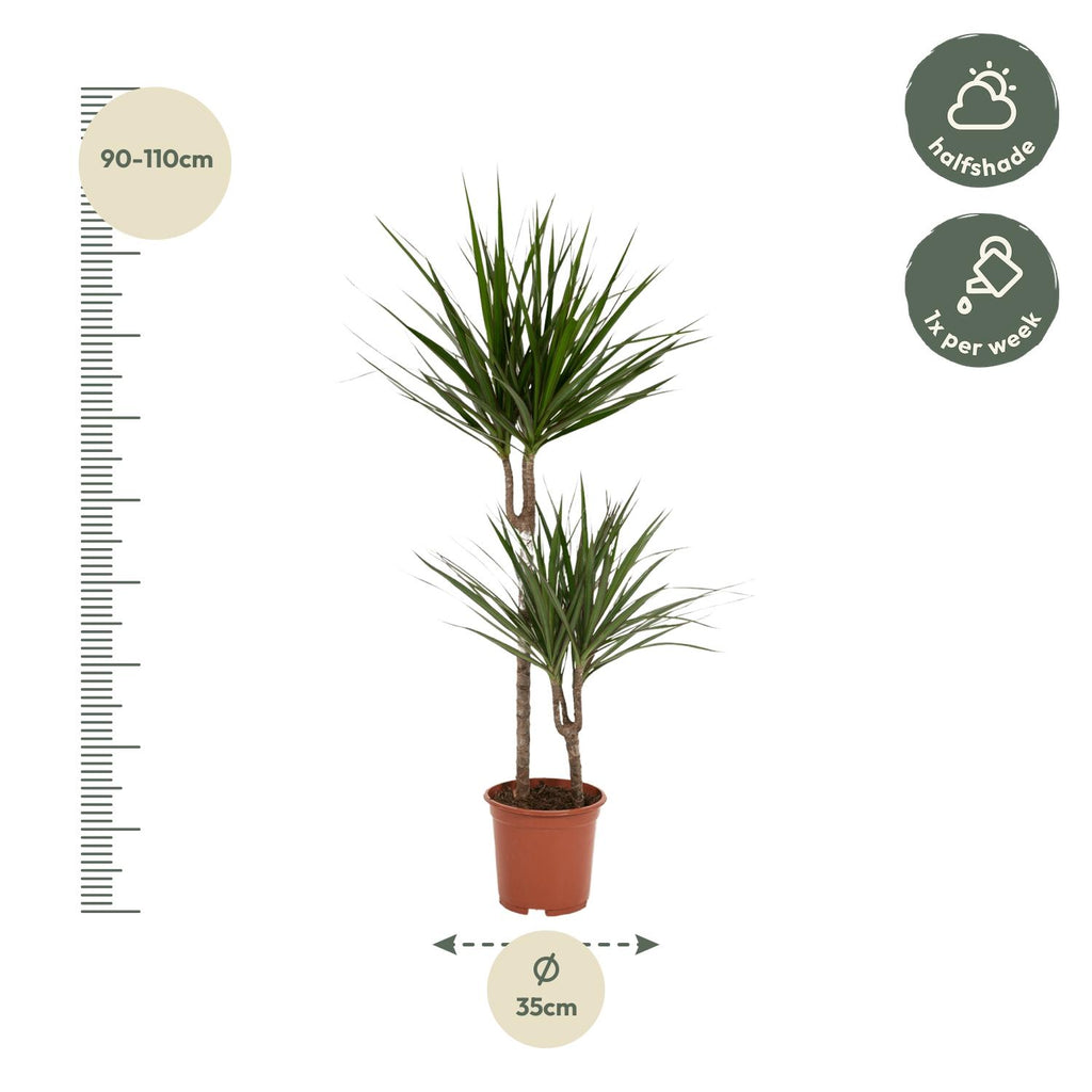 Dracaena marginata (arbre dragonnier) – Ø19 cm, 100 cm de haut