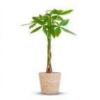 Pachira aquatica (money tree) in a seagrass basket – Ø21 cm, 80 cm high