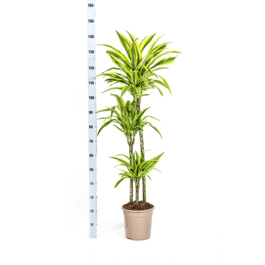 Dracaena Deremensis Lemon Lime (Drachenbaum) mit Korb – Ø24 cm, 130–150 cm hoch